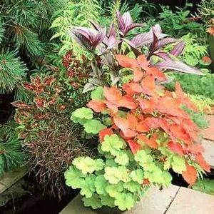 Meet your Posher, Carol